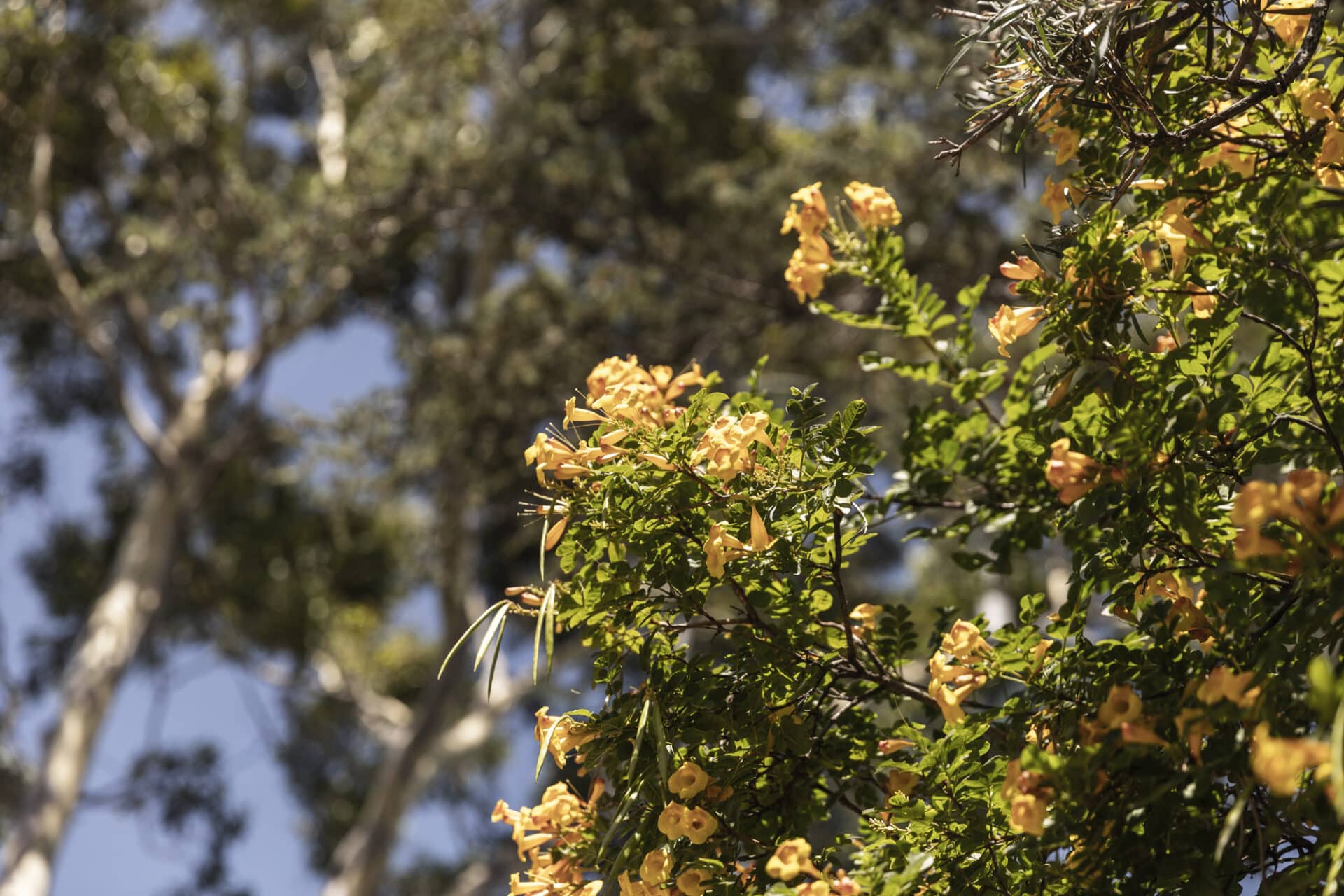 Image of Nash Street Tree