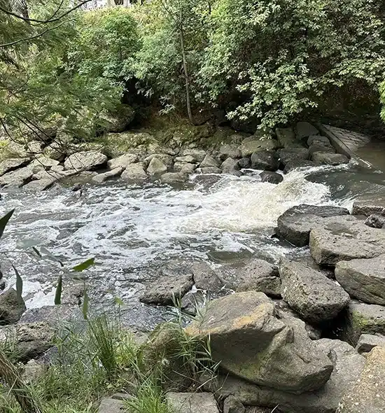 Image of Glen Iris Wetlands