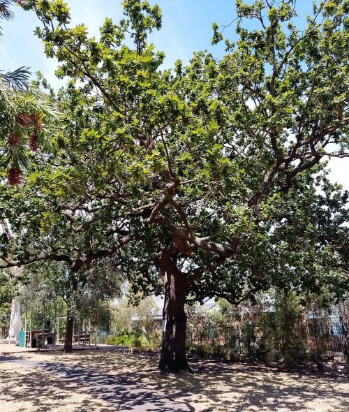 Park Oak Tree